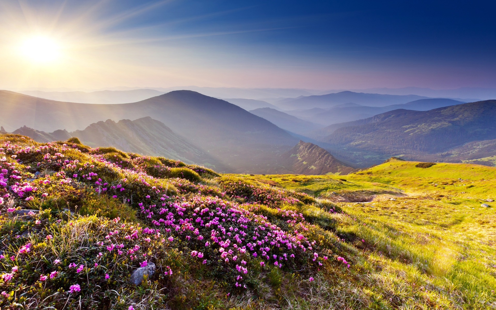 Mountain Meadow Wallpapers