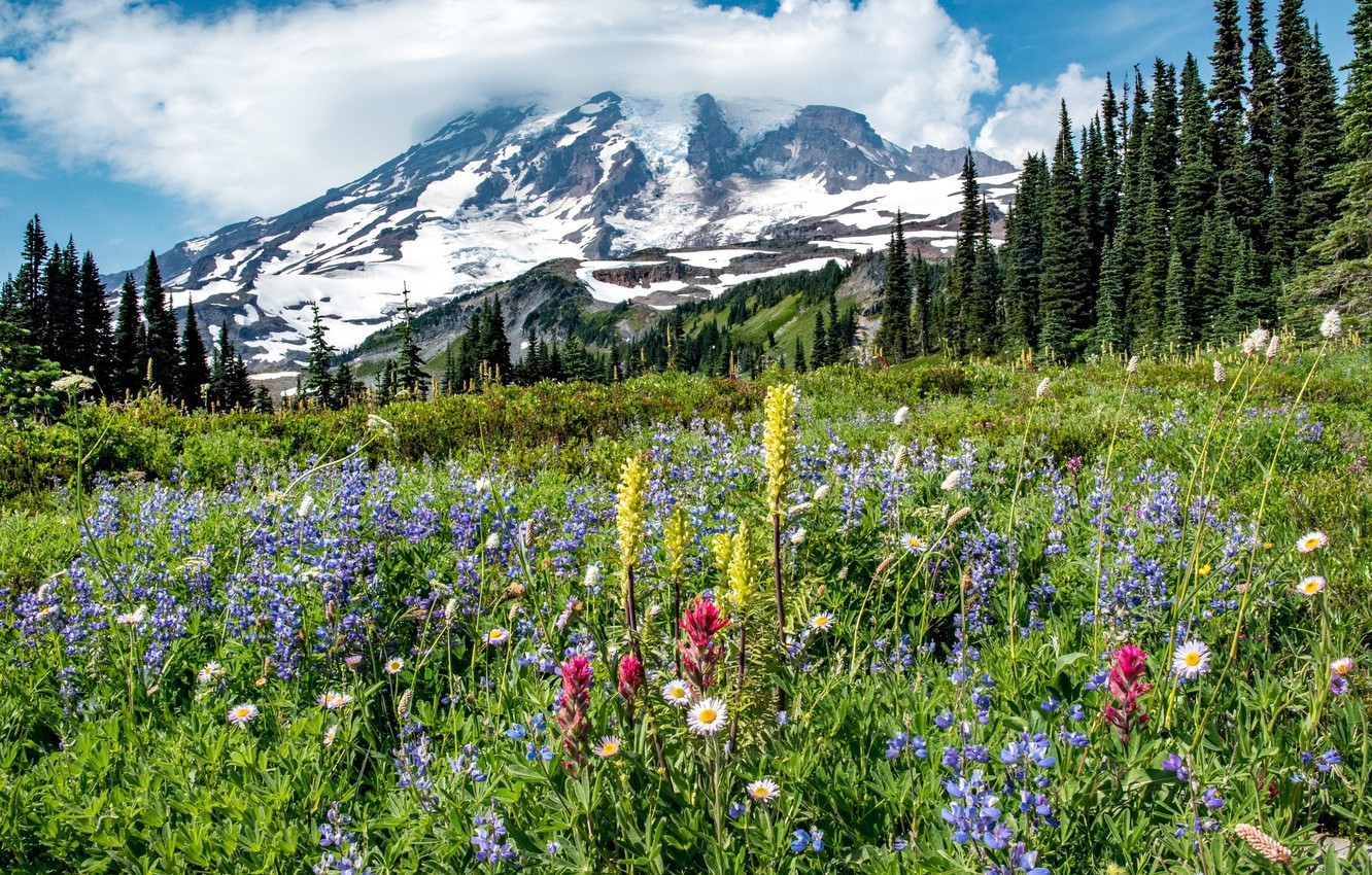 Mountain Meadow Wallpapers