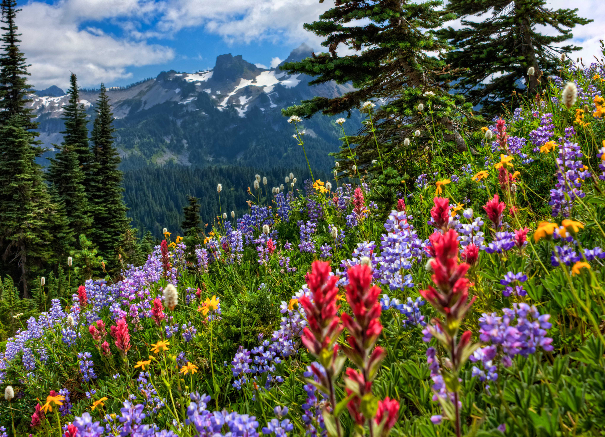 Mountain Meadow Wallpapers