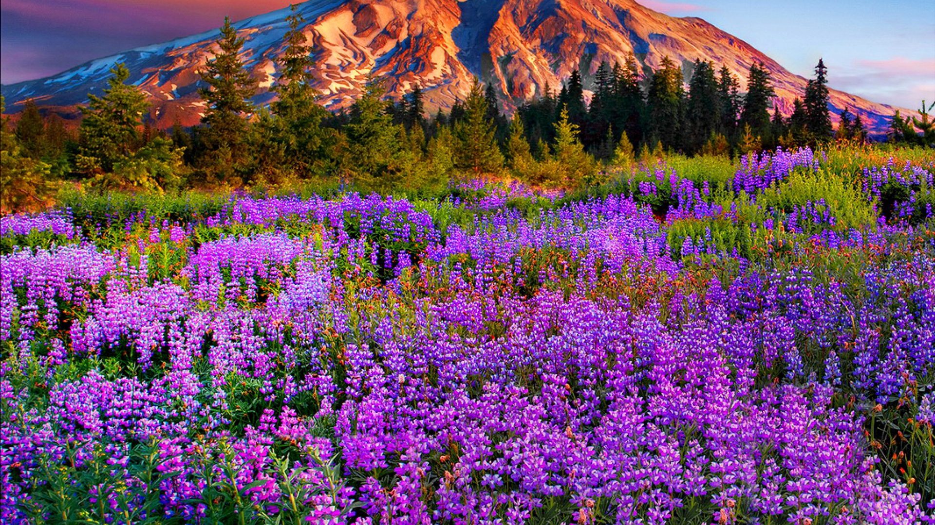 Mountain Meadow Wallpapers