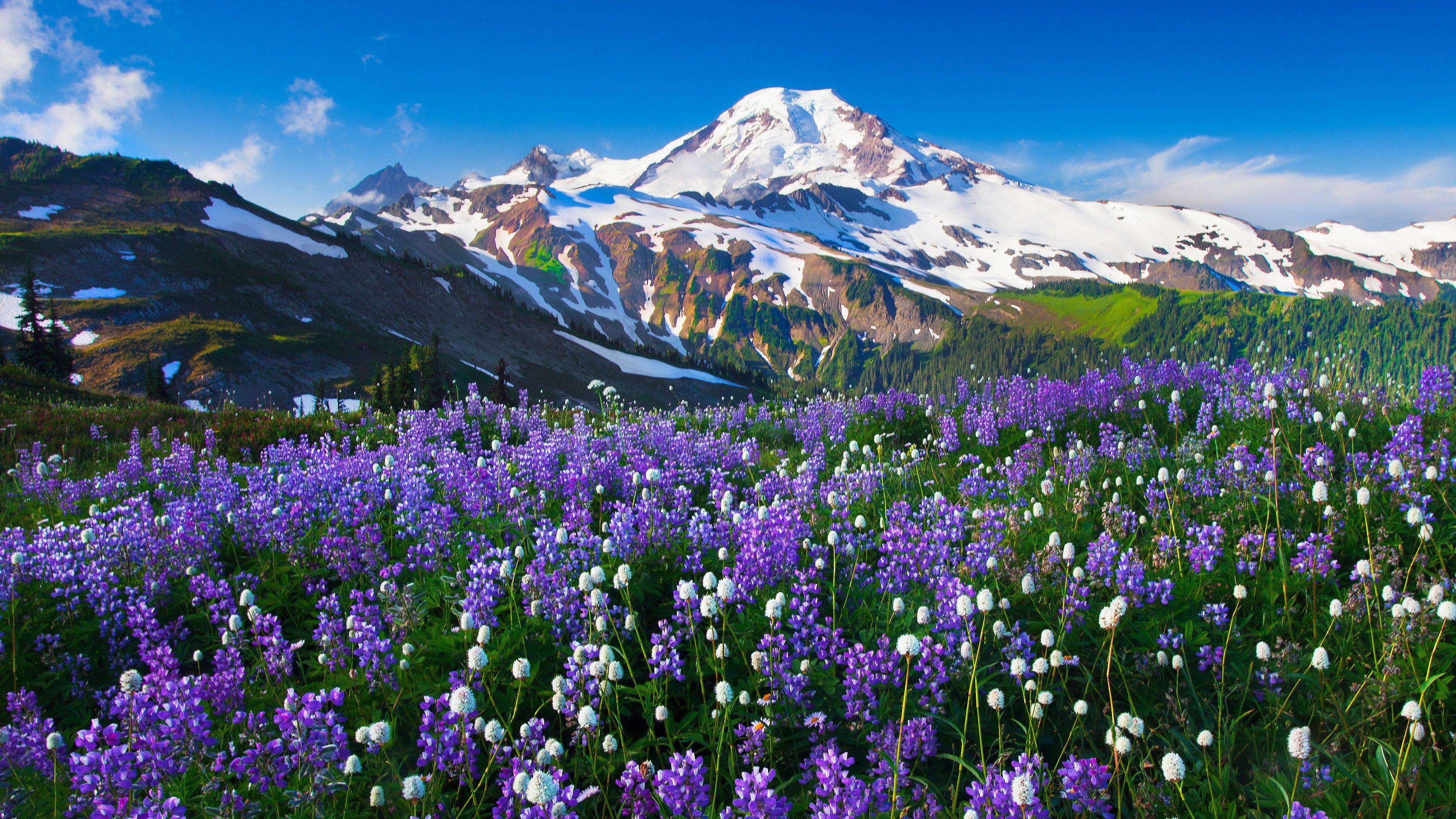 Mountain Meadow Wallpapers