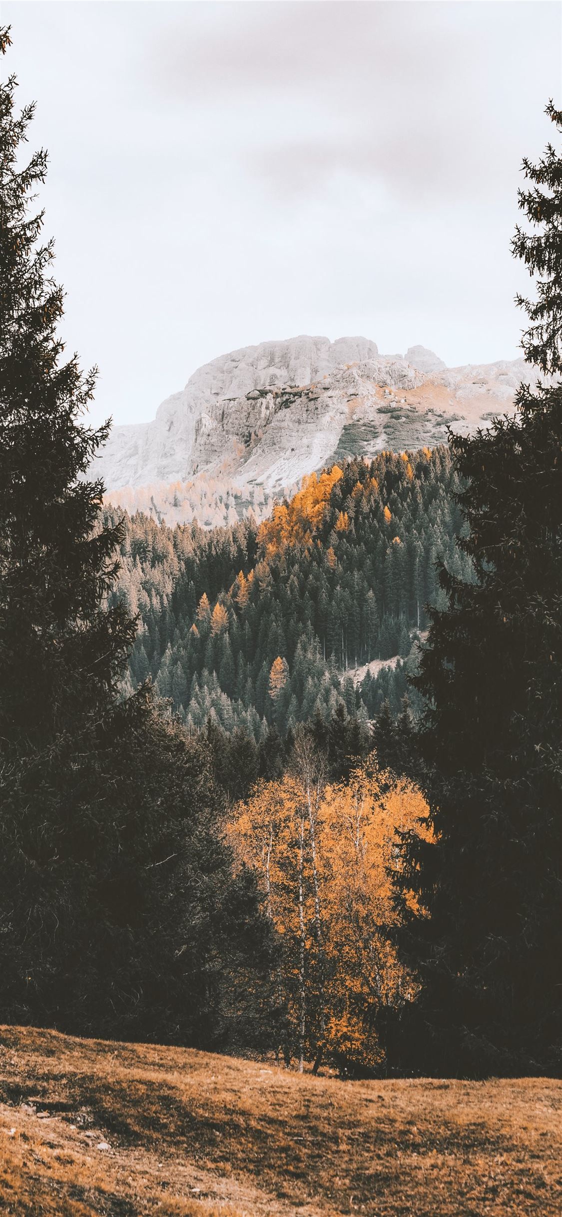 Mountain Trees Wallpapers