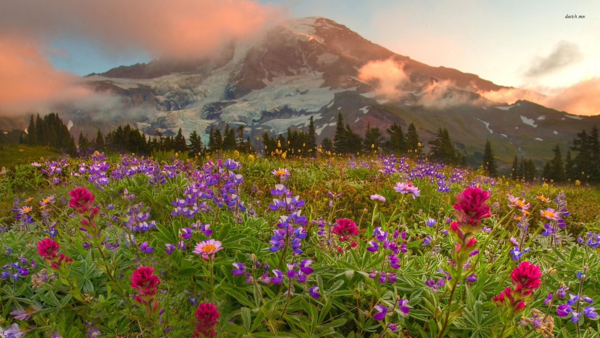 Mountain Wildflowers Wallpapers