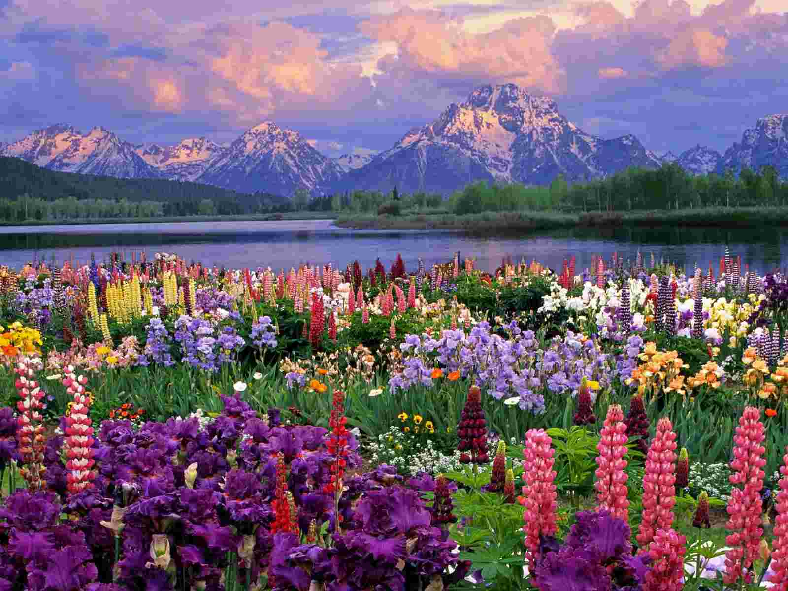 Mountain Wildflowers Wallpapers