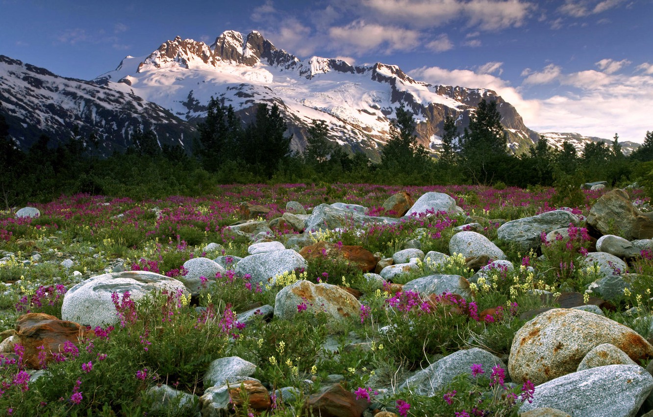 Mountain Wildflowers Wallpapers