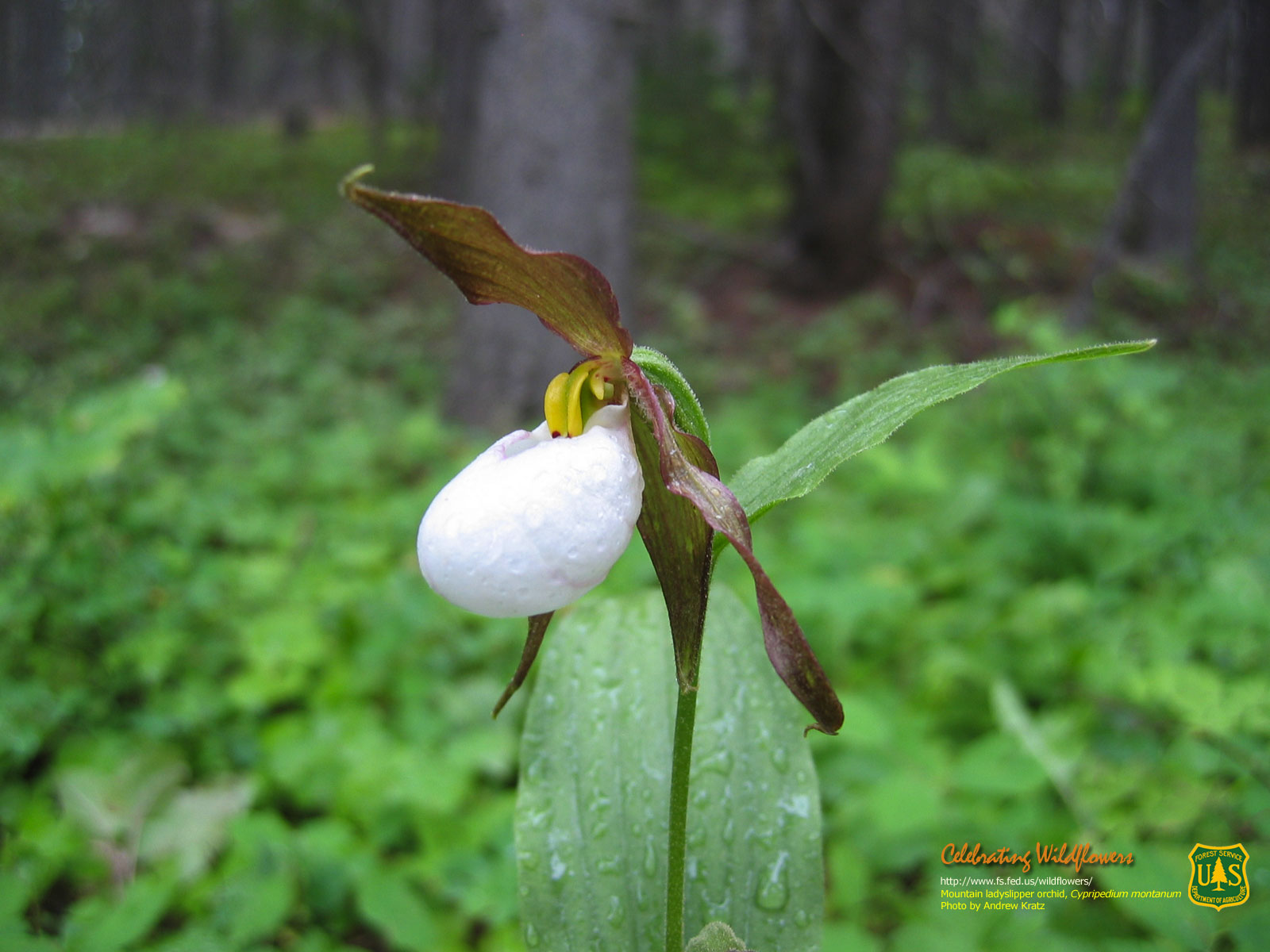 Mountain Wildflowers Wallpapers