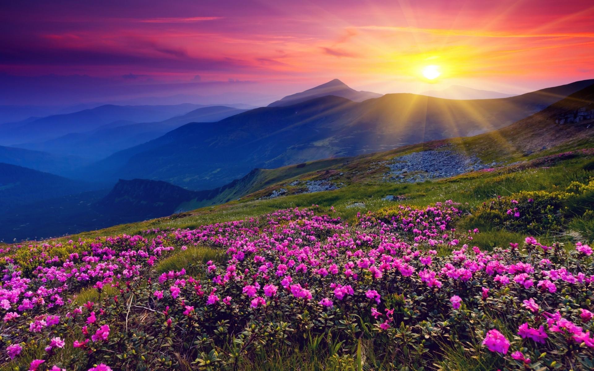 Mountain Wildflowers Wallpapers