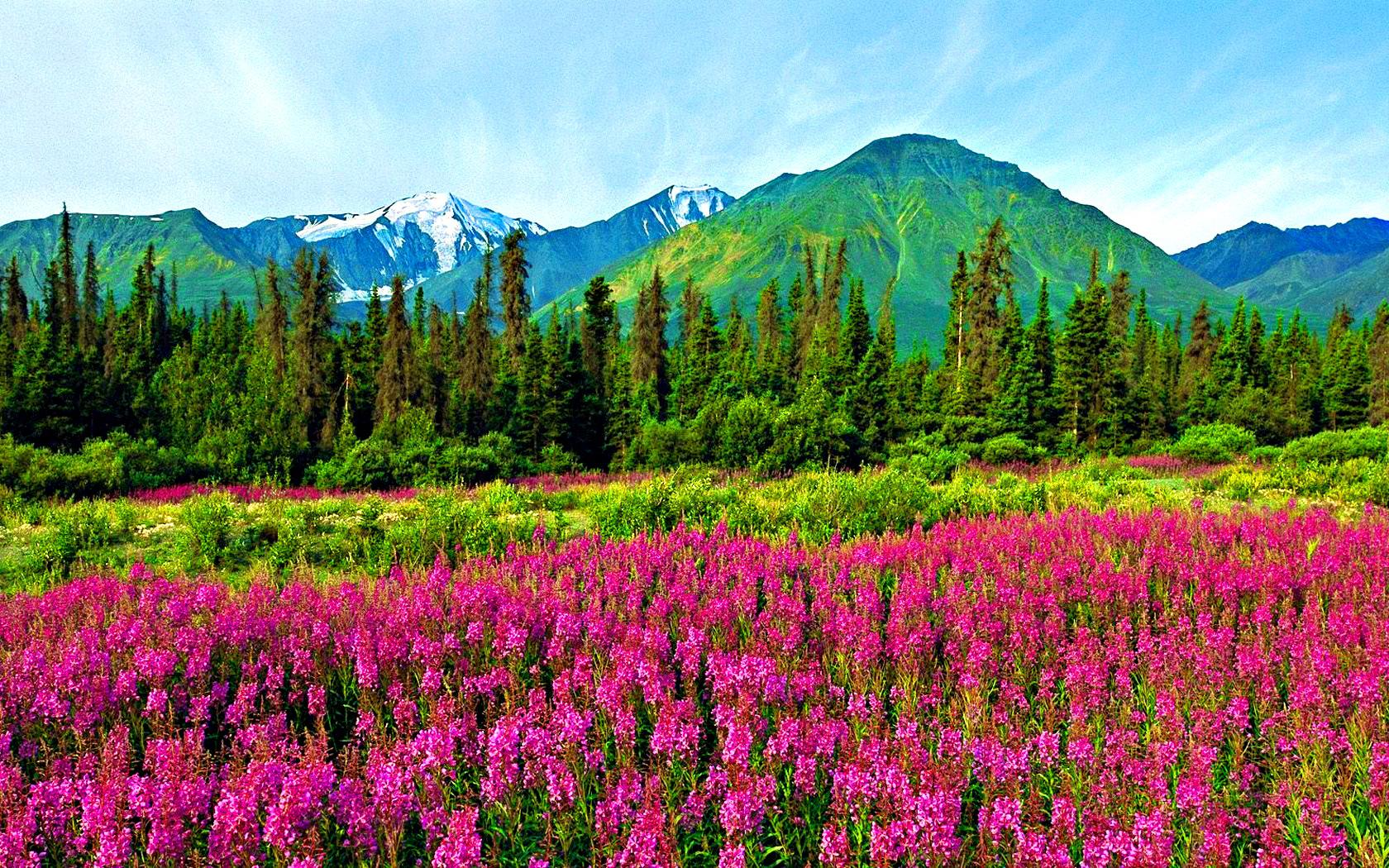 Mountain Wildflowers Wallpapers