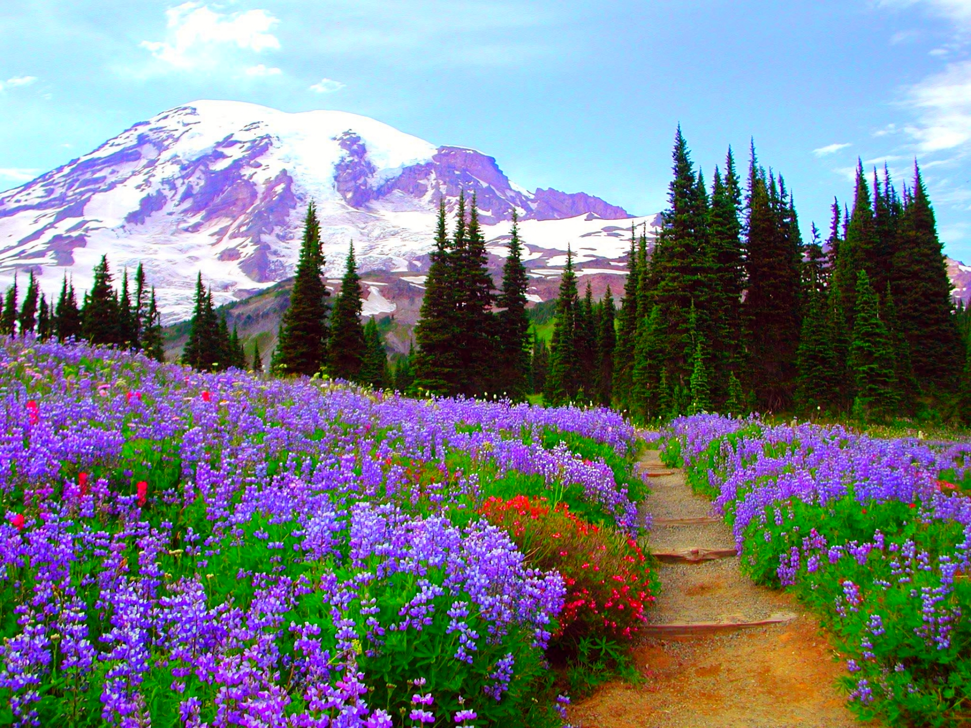 Mountain Wildflowers Wallpapers