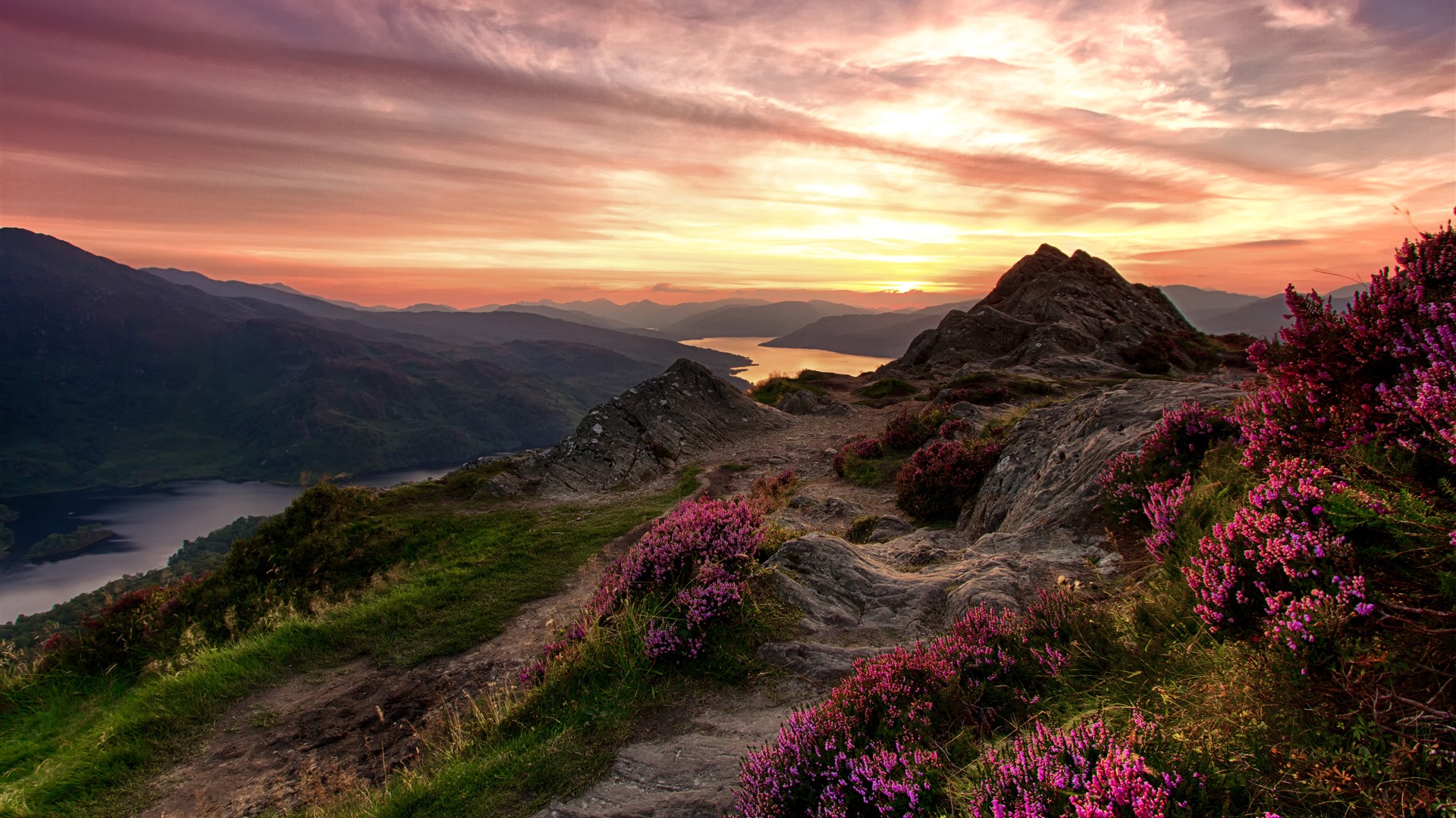 Mountain Wildflowers Wallpapers