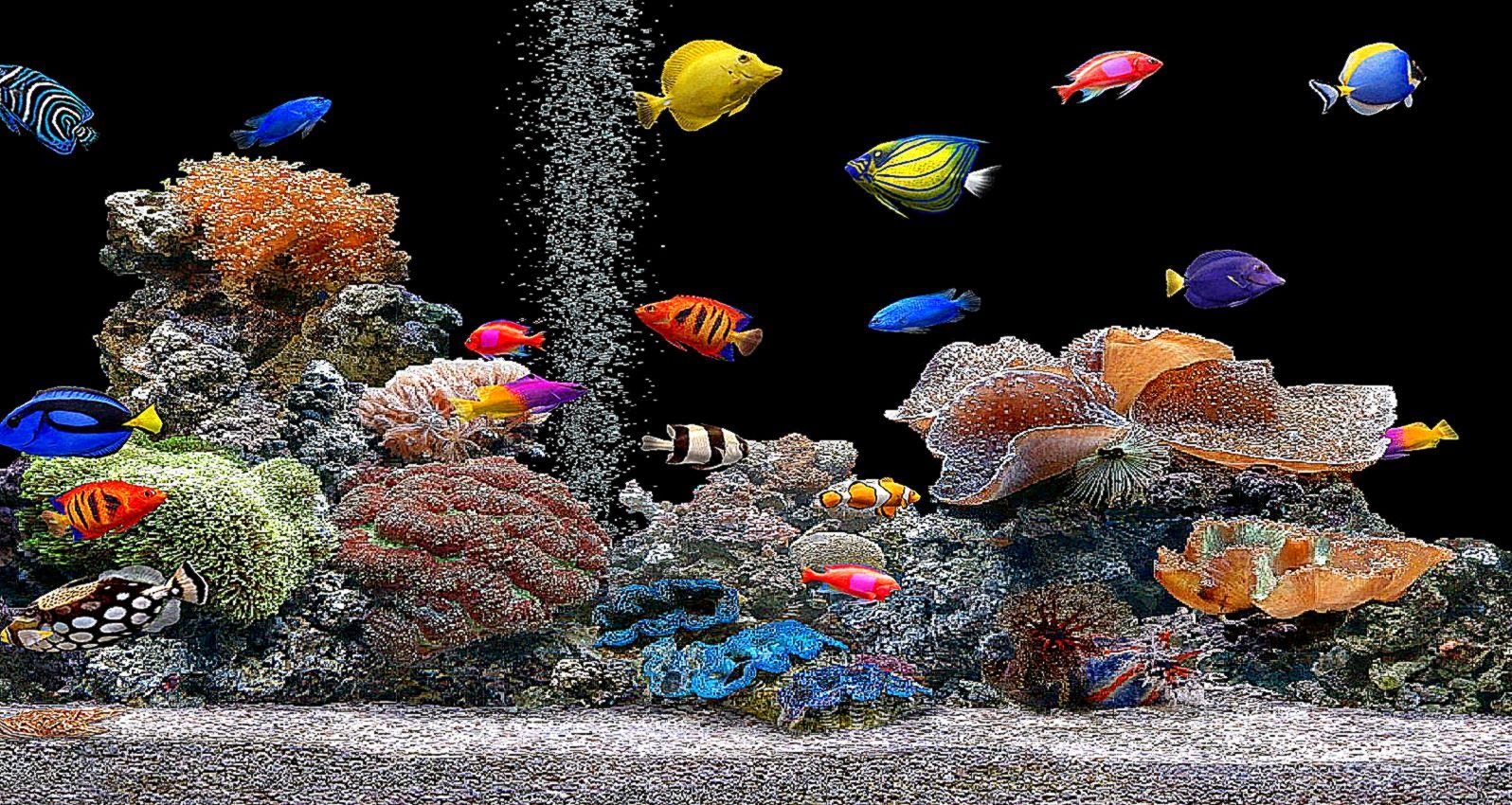 Moving Fish Background