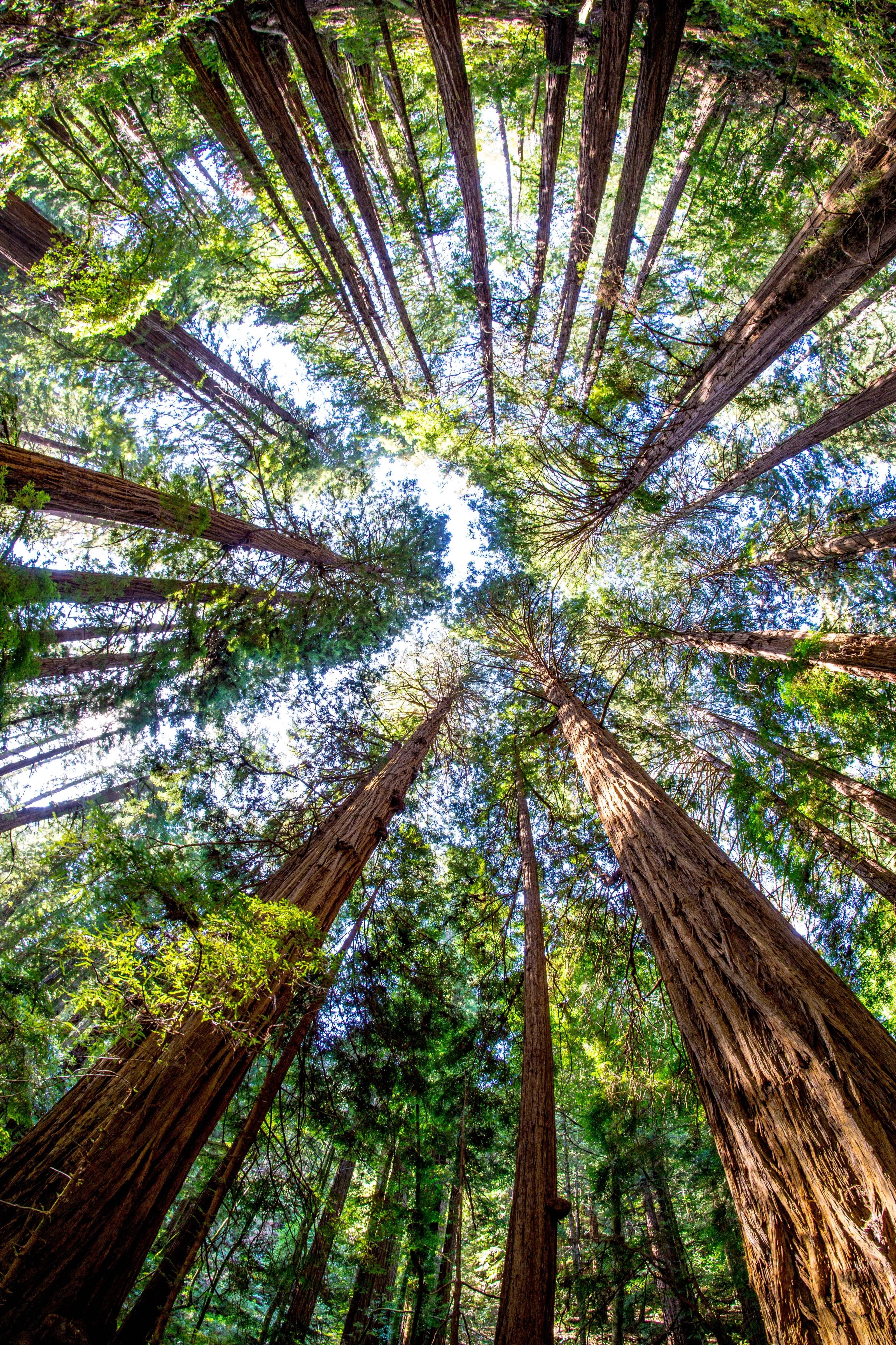 Muir Woods National Monument Wallpapers