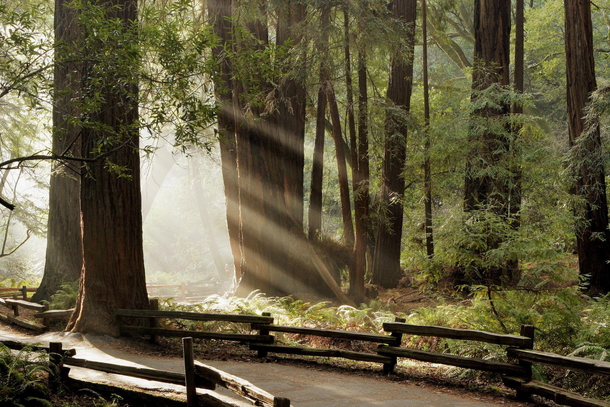 Muir Woods National Monument Wallpapers