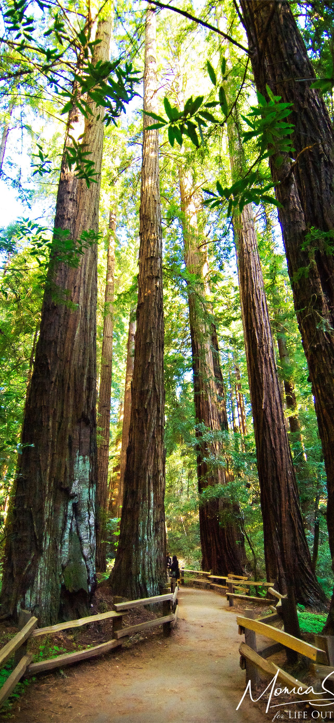 Muir Woods National Monument Wallpapers