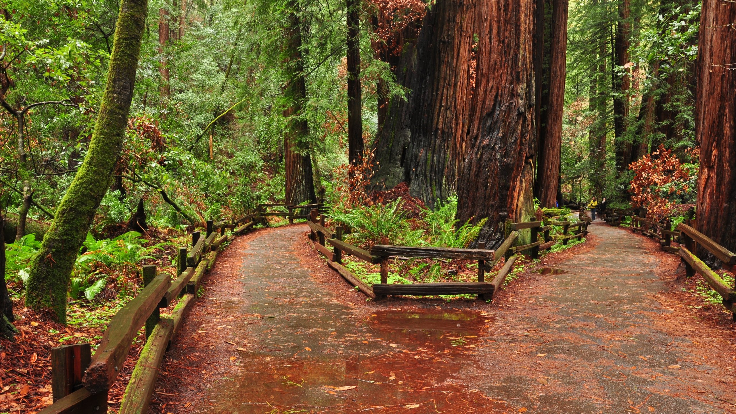 Muir Woods National Monument Wallpapers