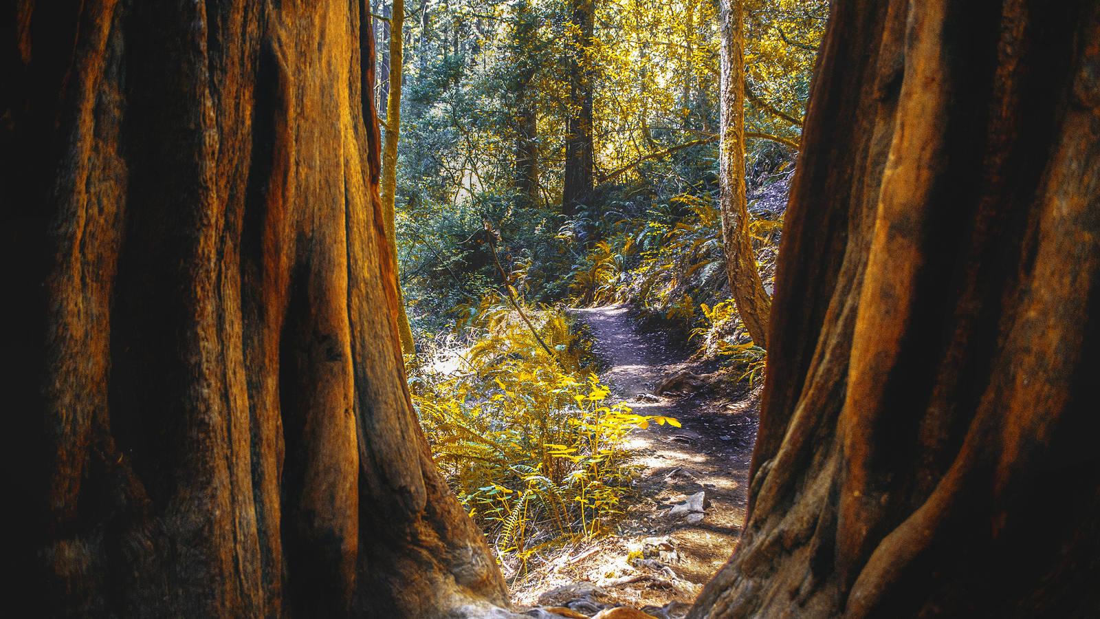 Muir Woods National Monument Wallpapers