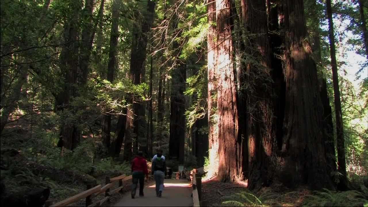 Muir Woods National Monument Wallpapers