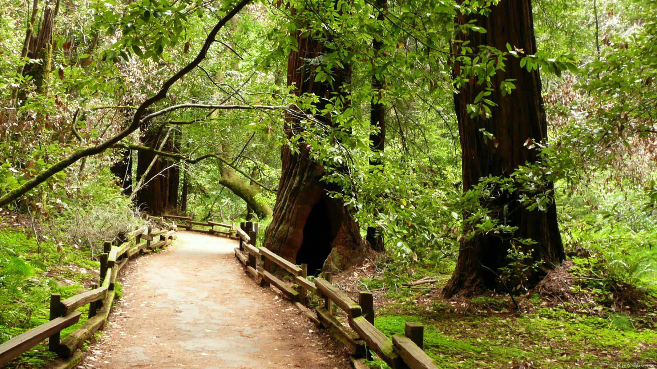 Muir Woods National Monument Wallpapers