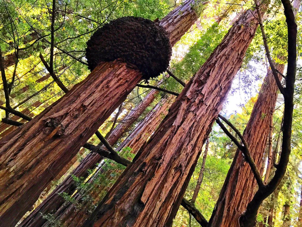 Muir Woods National Monument Wallpapers