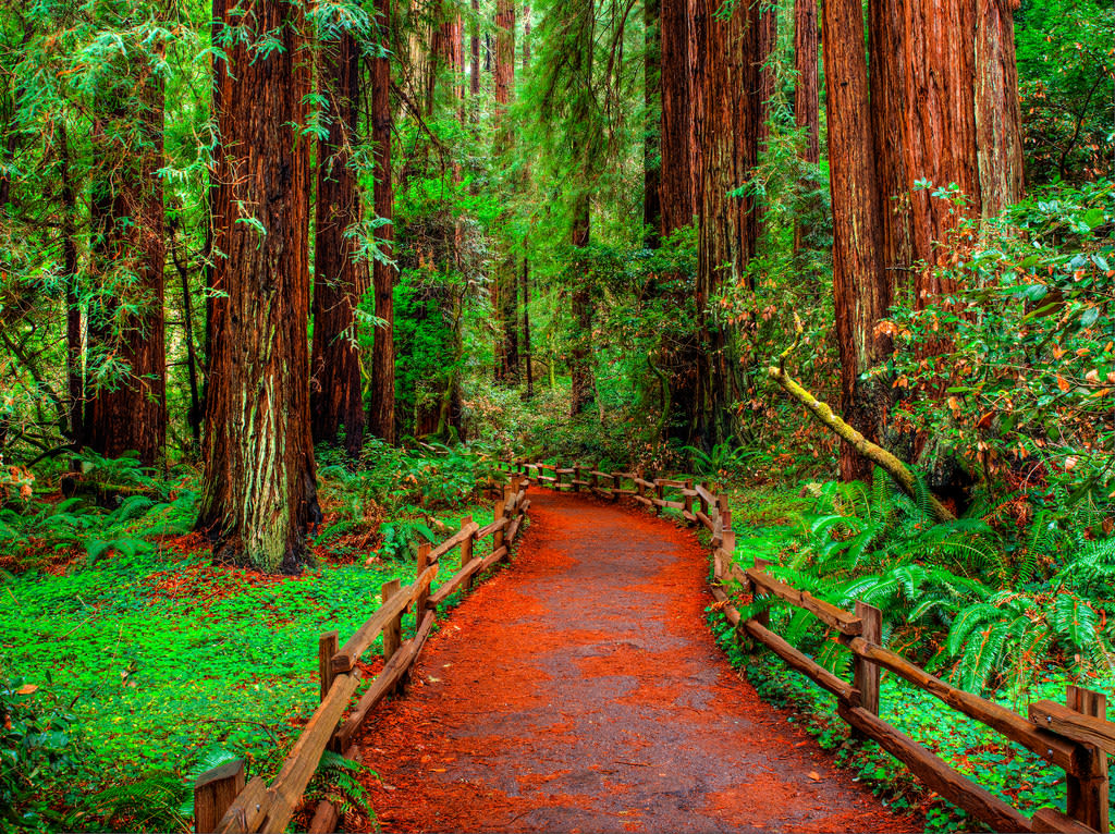 Muir Woods National Monument Wallpapers