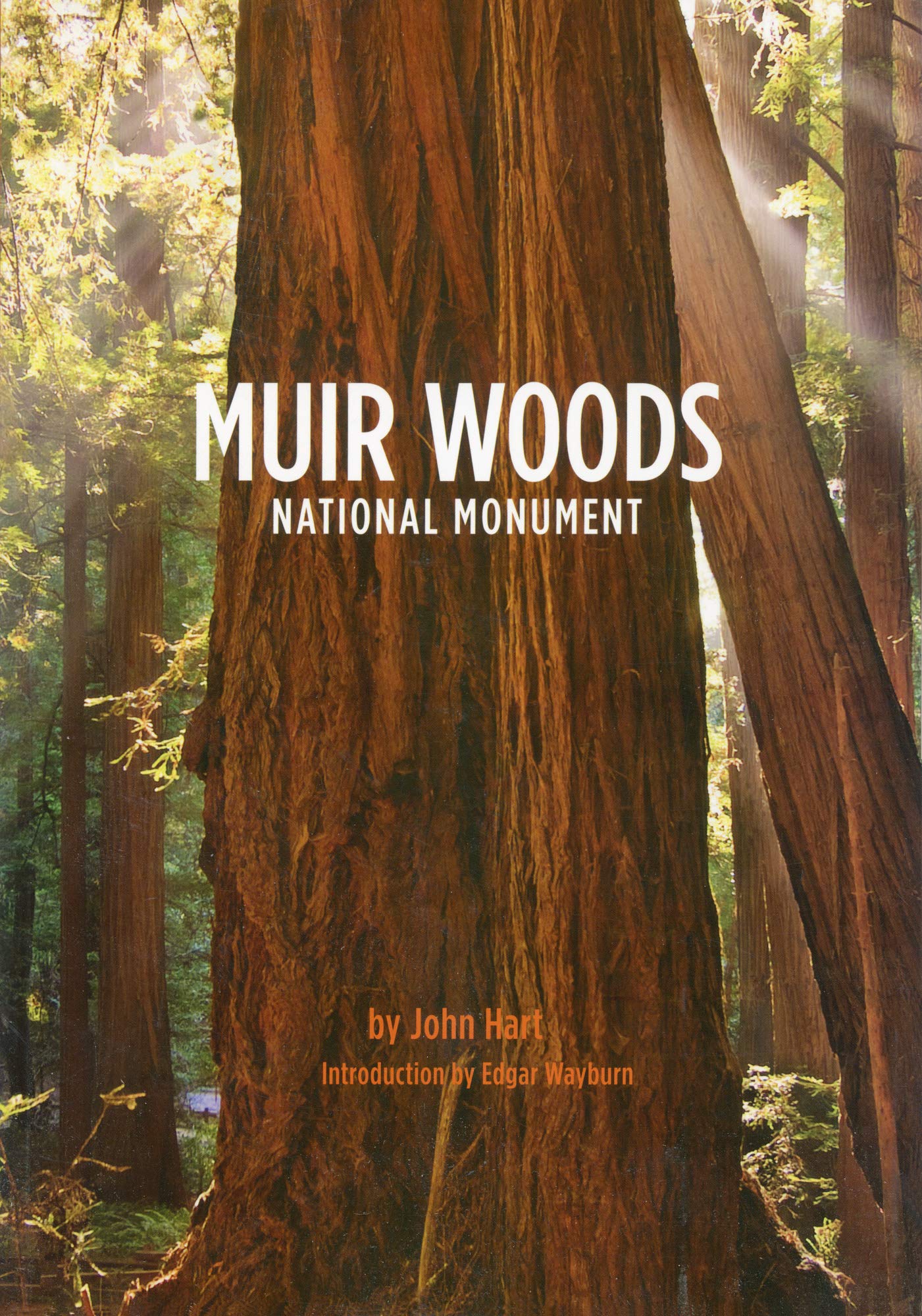 Muir Woods National Monument Wallpapers