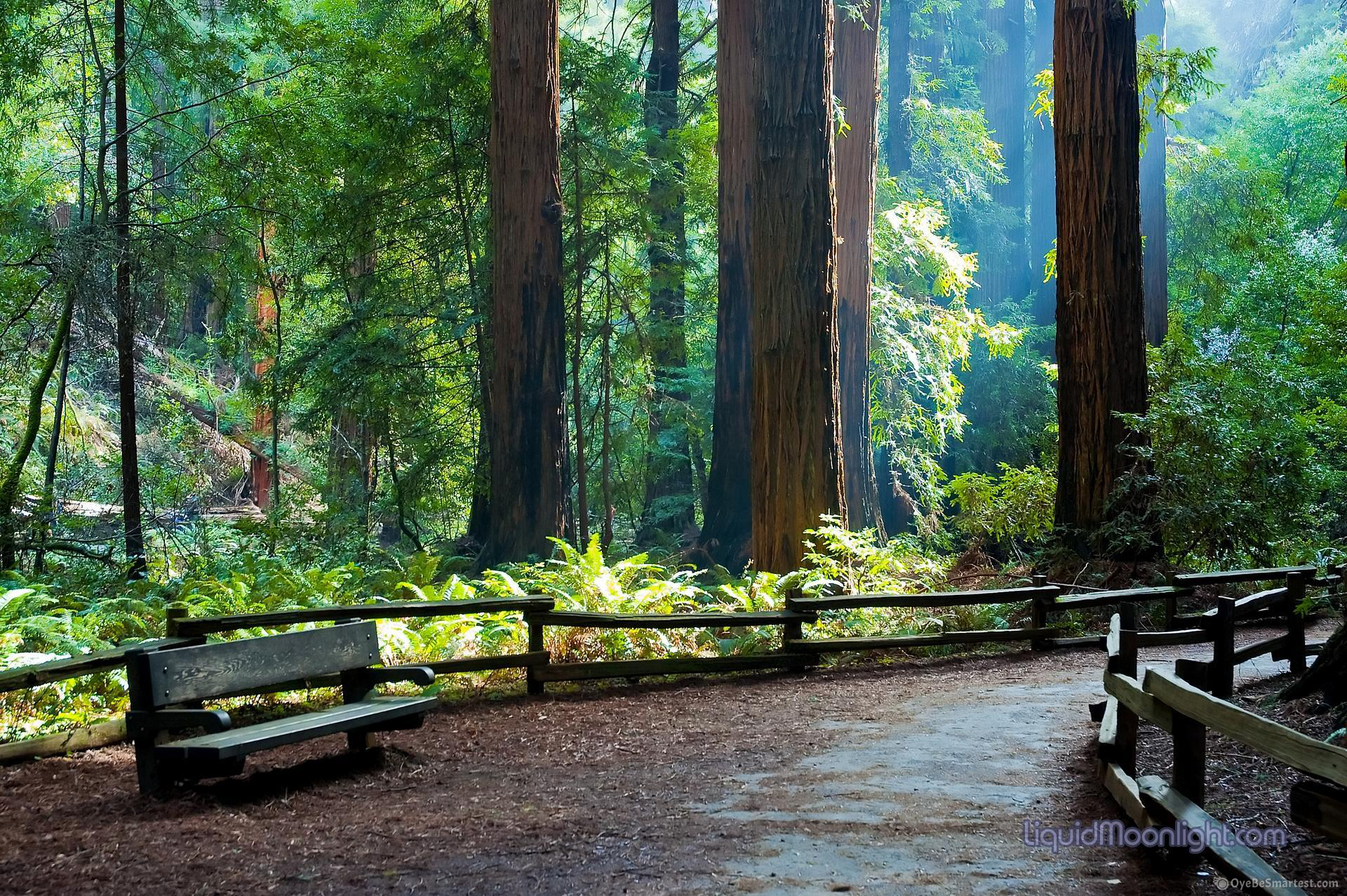 Muir Woods National Monument Wallpapers