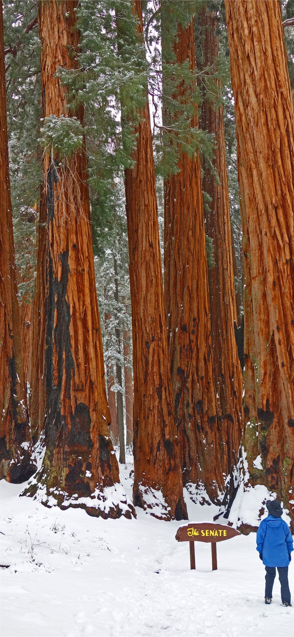 Muir Woods National Monument Wallpapers