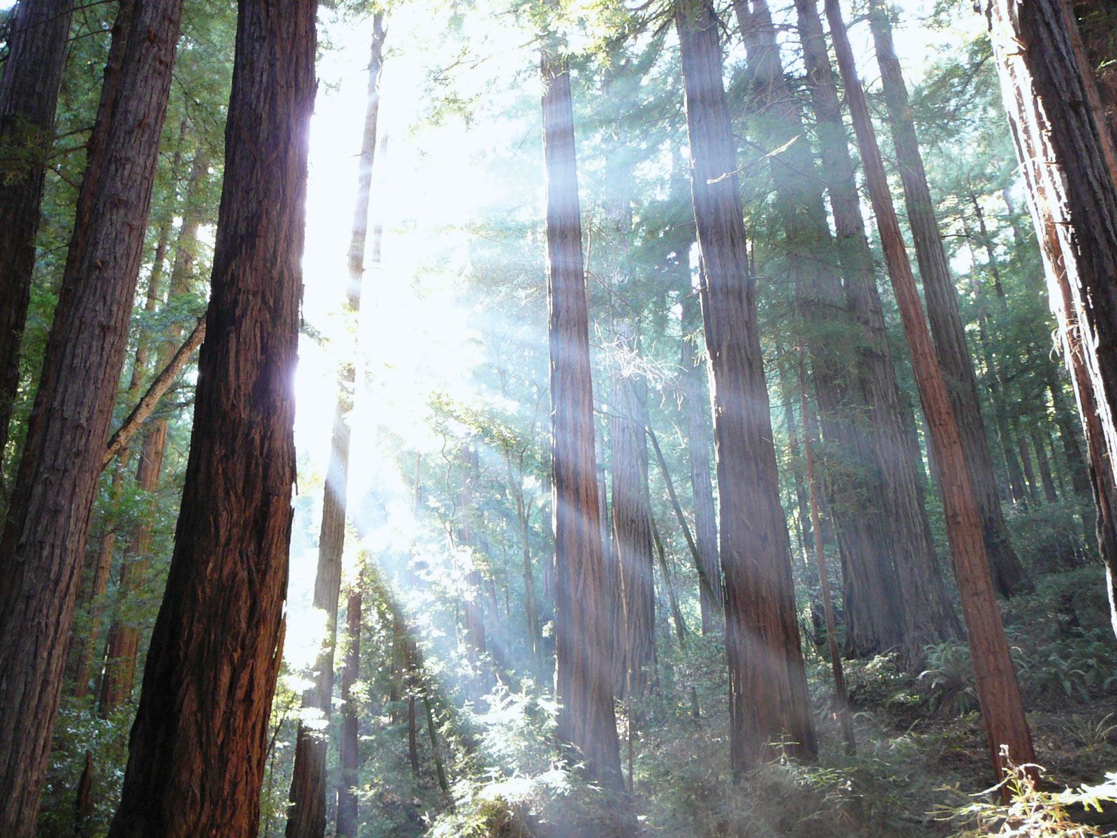 Muir Woods National Monument Wallpapers