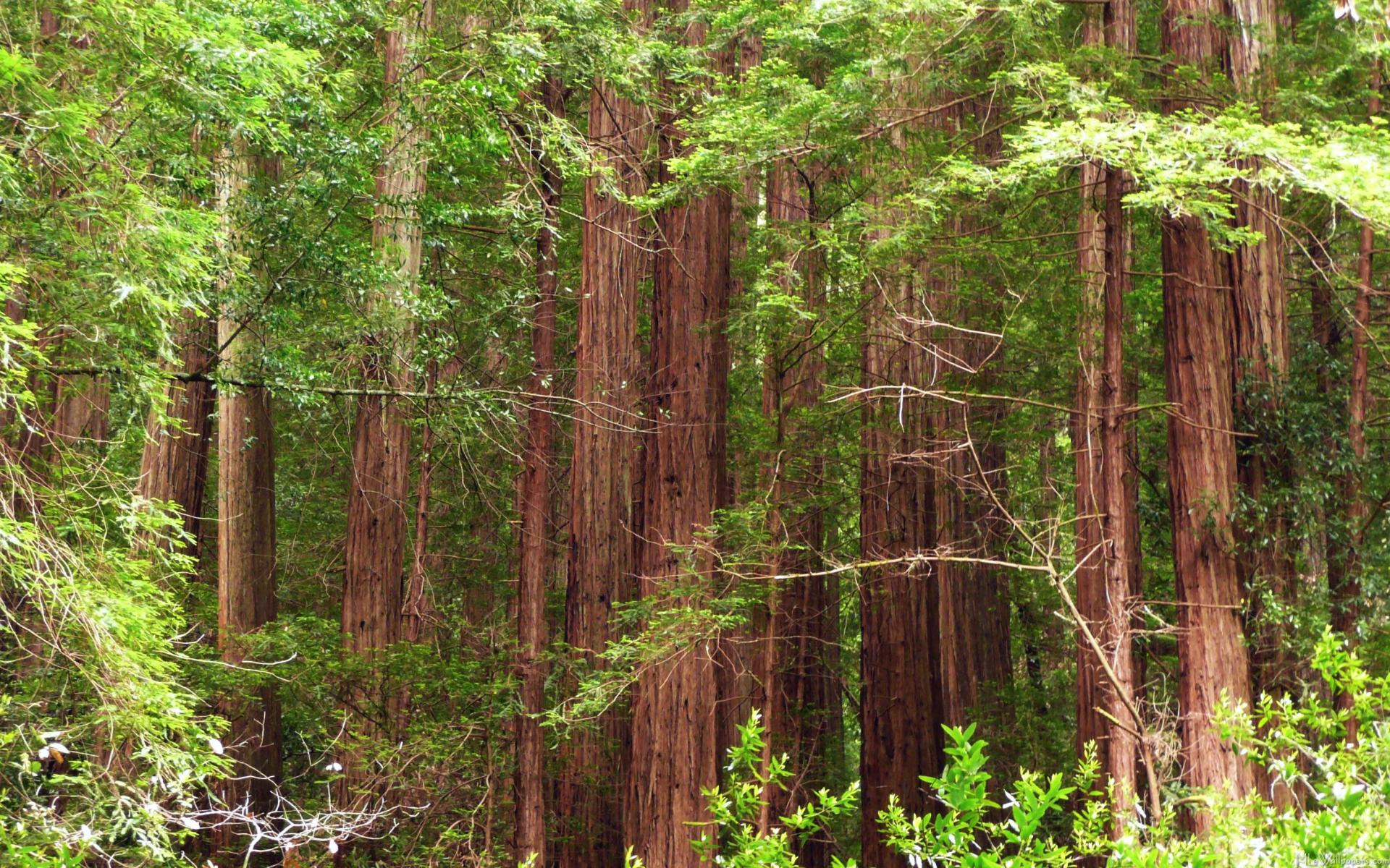 Muir Woods National Monument Wallpapers