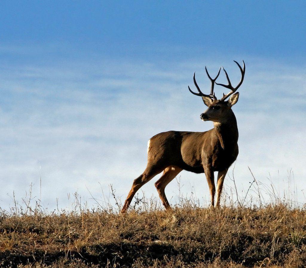 Mule Deer Wallpapers