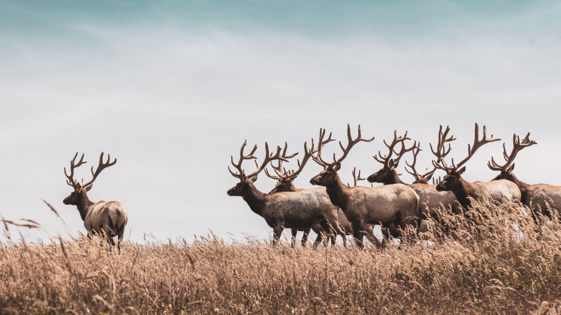 Mule Deer Wallpapers