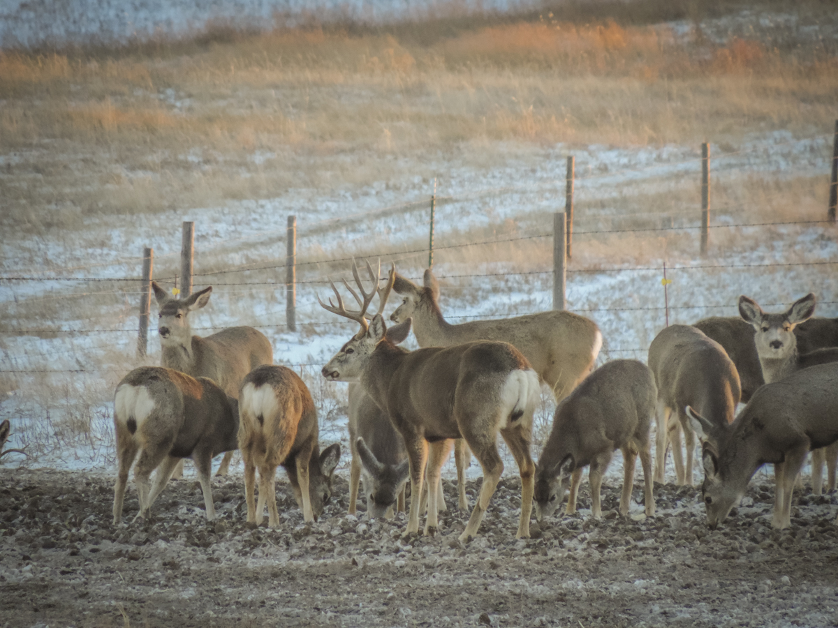 Mule Deer Wallpapers