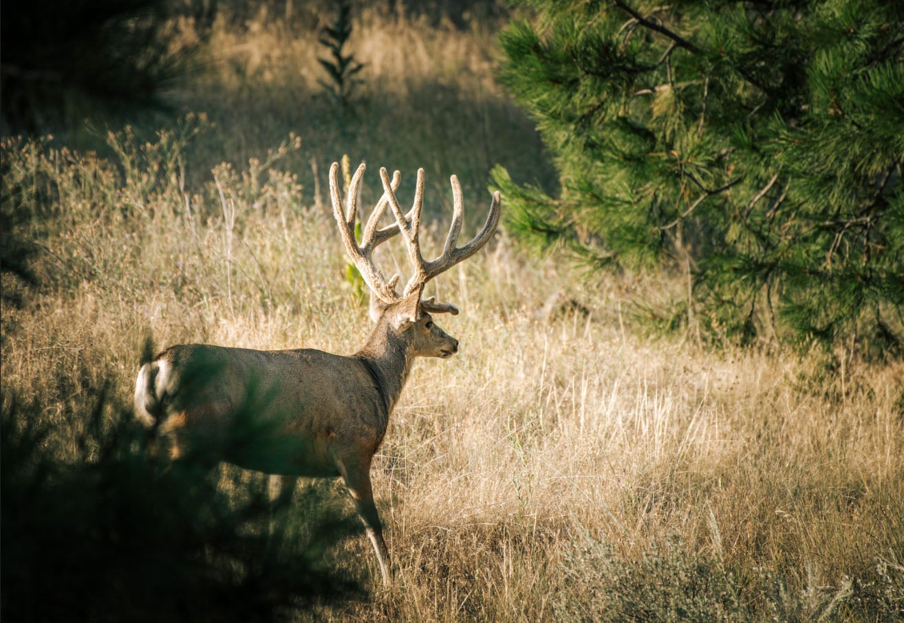 Mule Deer Wallpapers