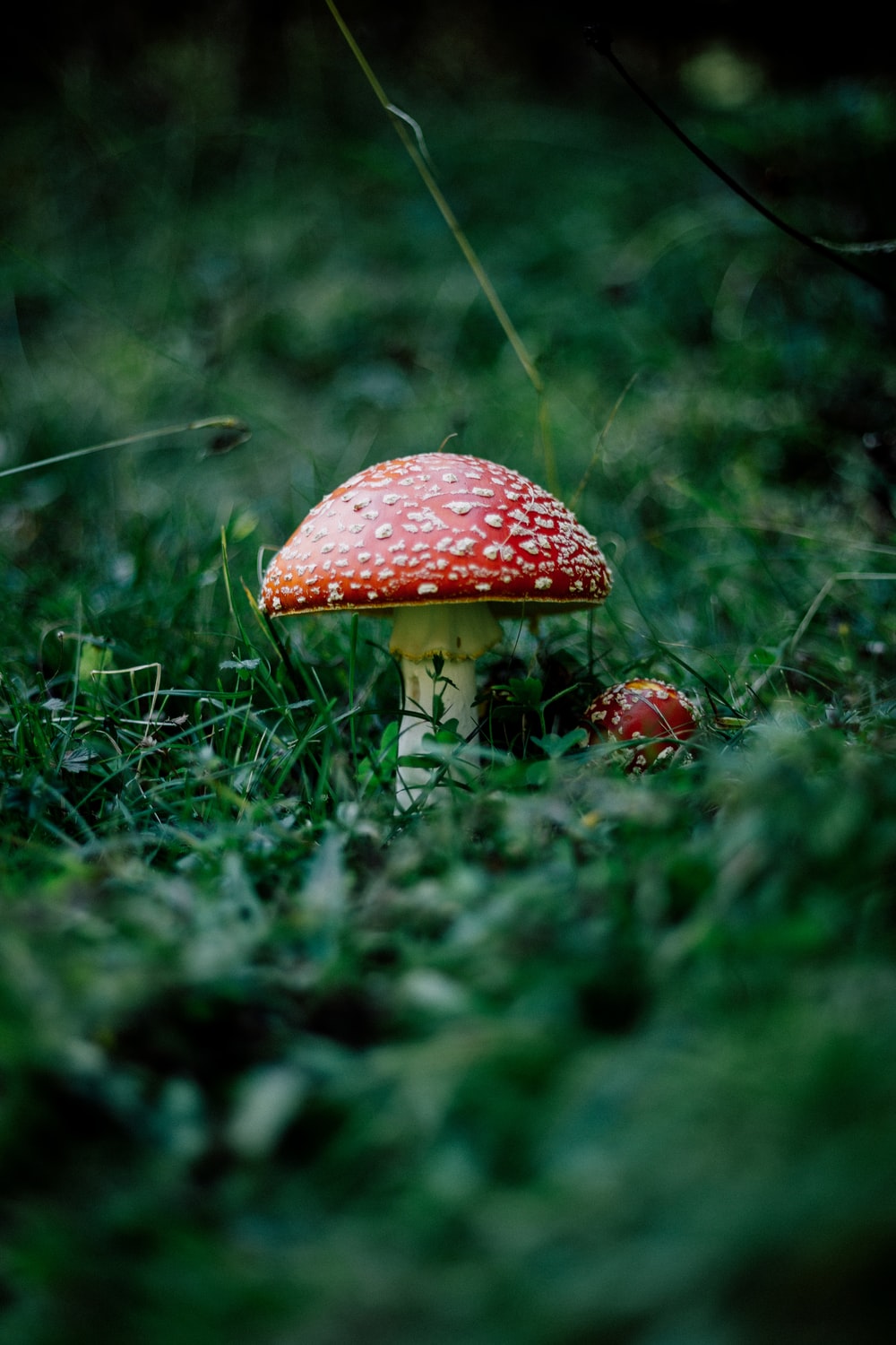 Mushroom Aesthetic Wallpapers