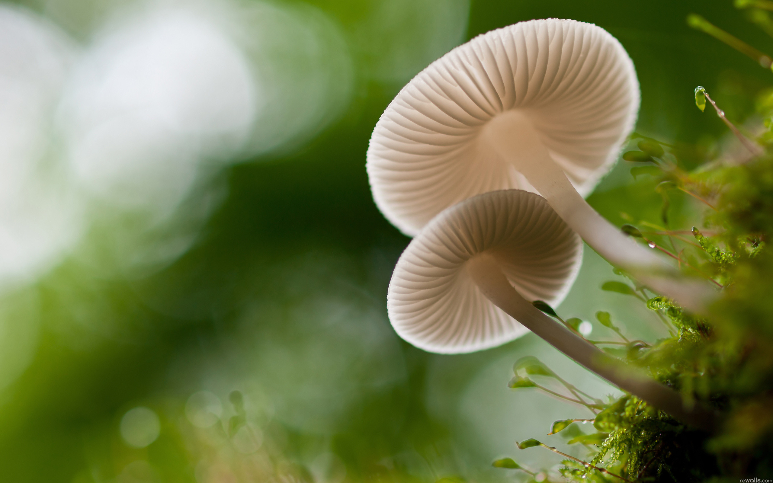 Mushroom Background