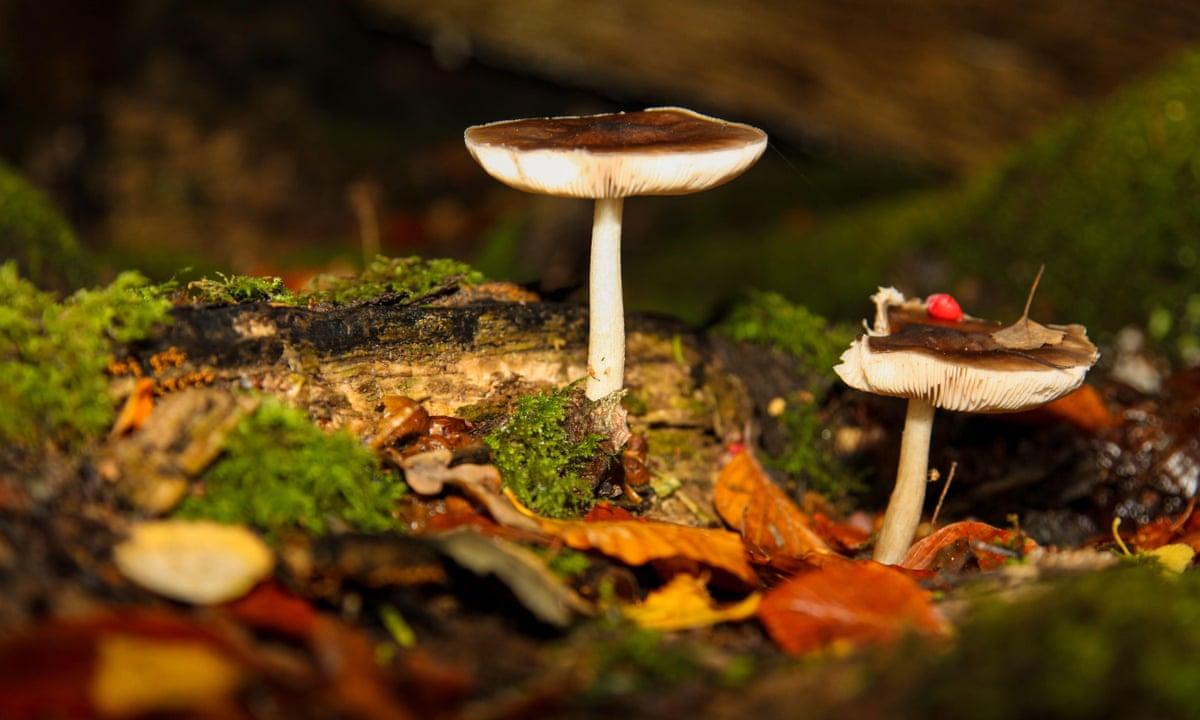 Mushroom Background