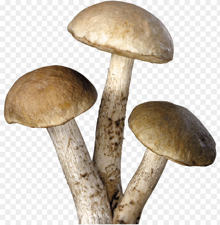 Mushroom Background