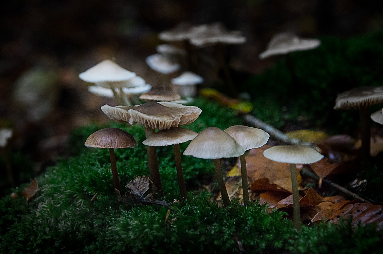 Mushroom Forest Background