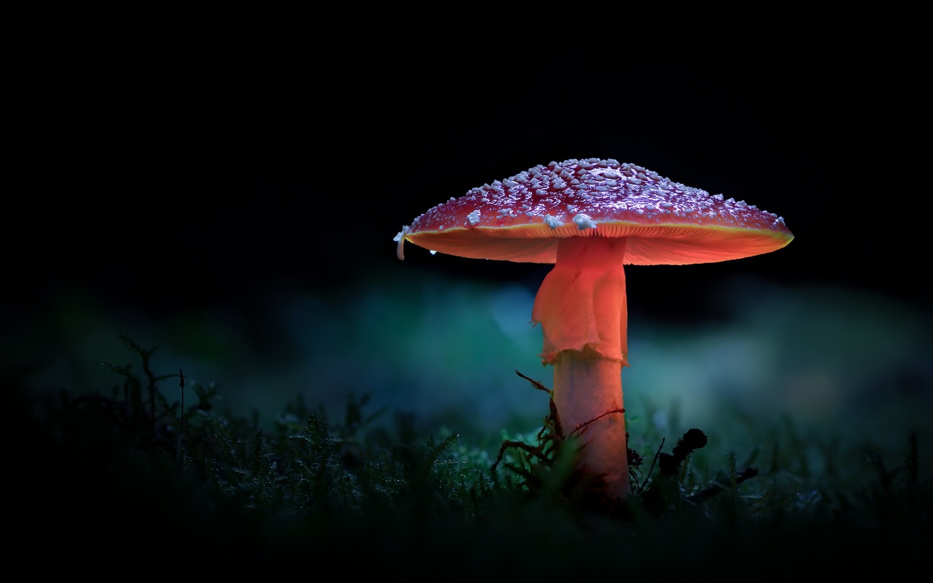 Mushroom Forest Background