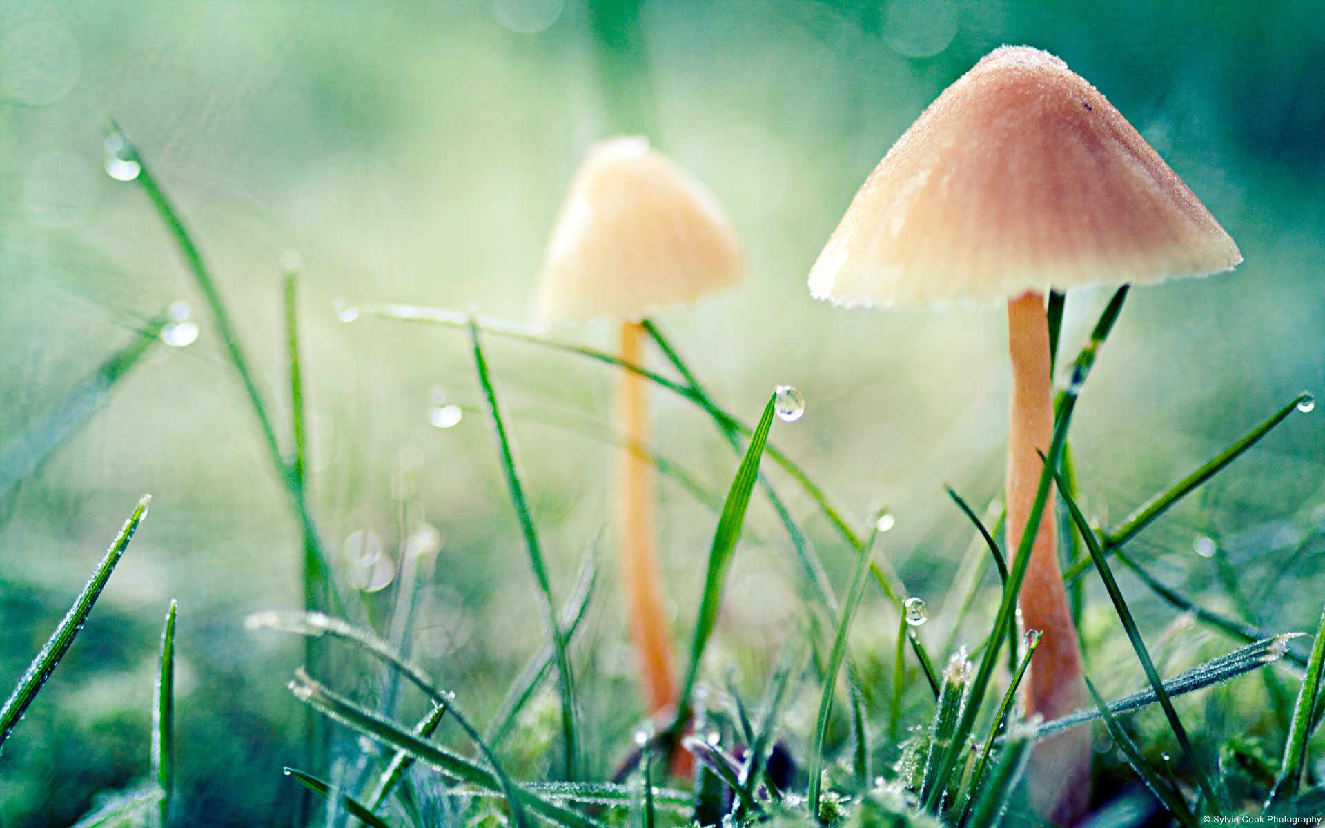 Mushroom Forest Background