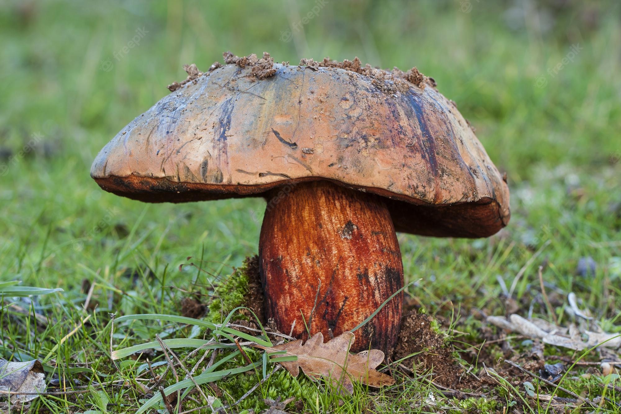 Mushroom Forest Background