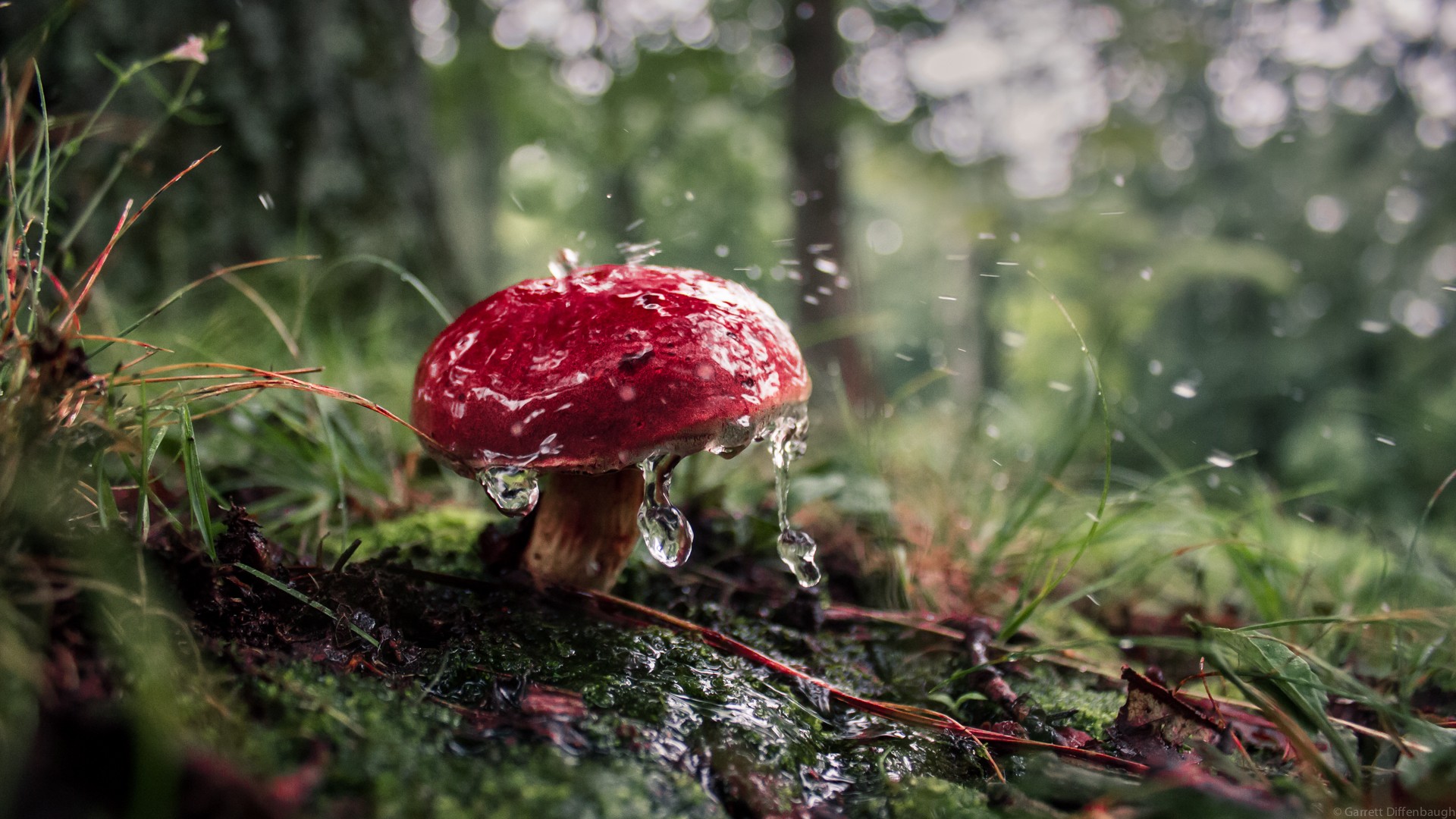 Mushroom Forest Background