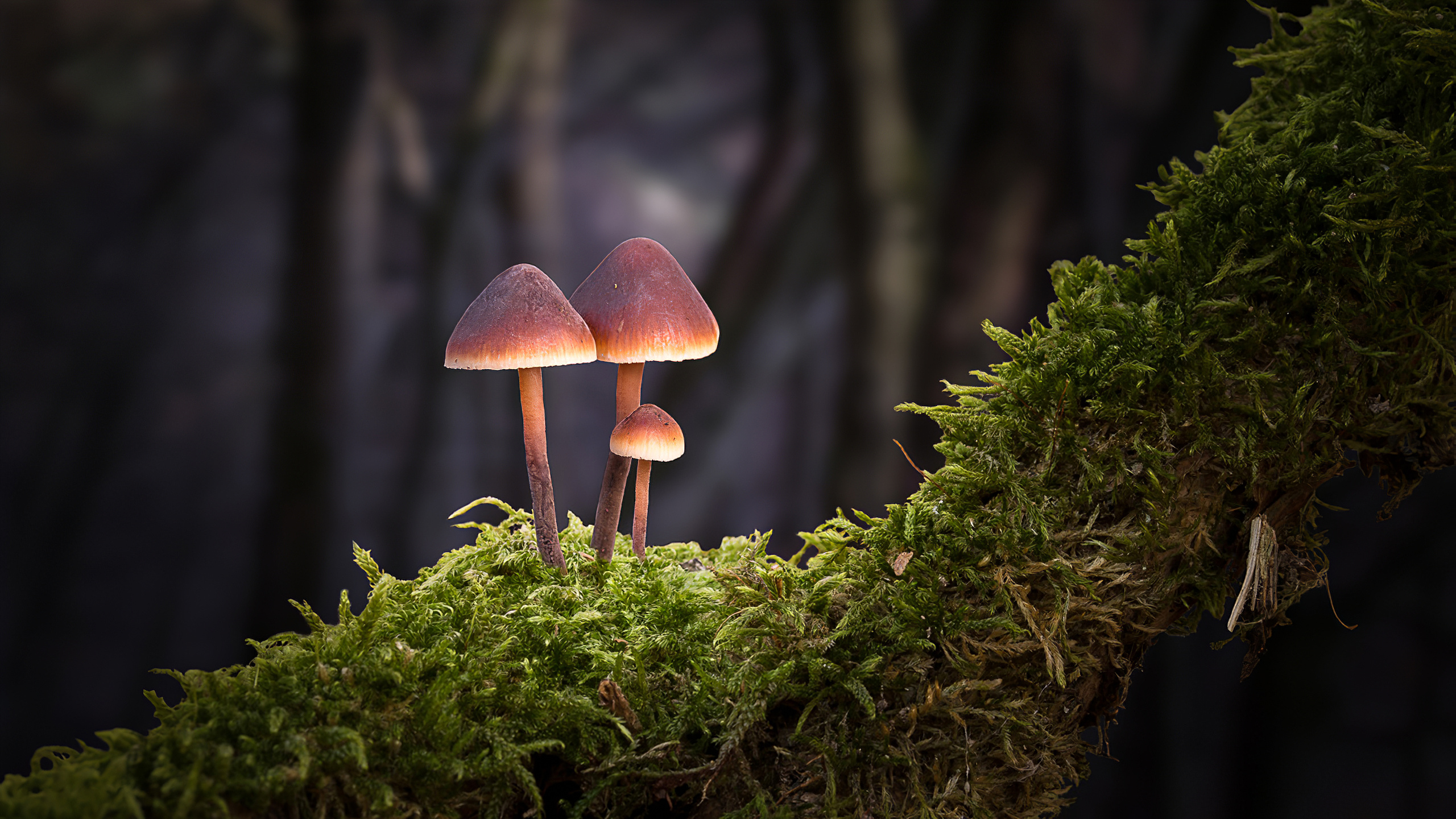 Mushroom Landscape Wallpapers