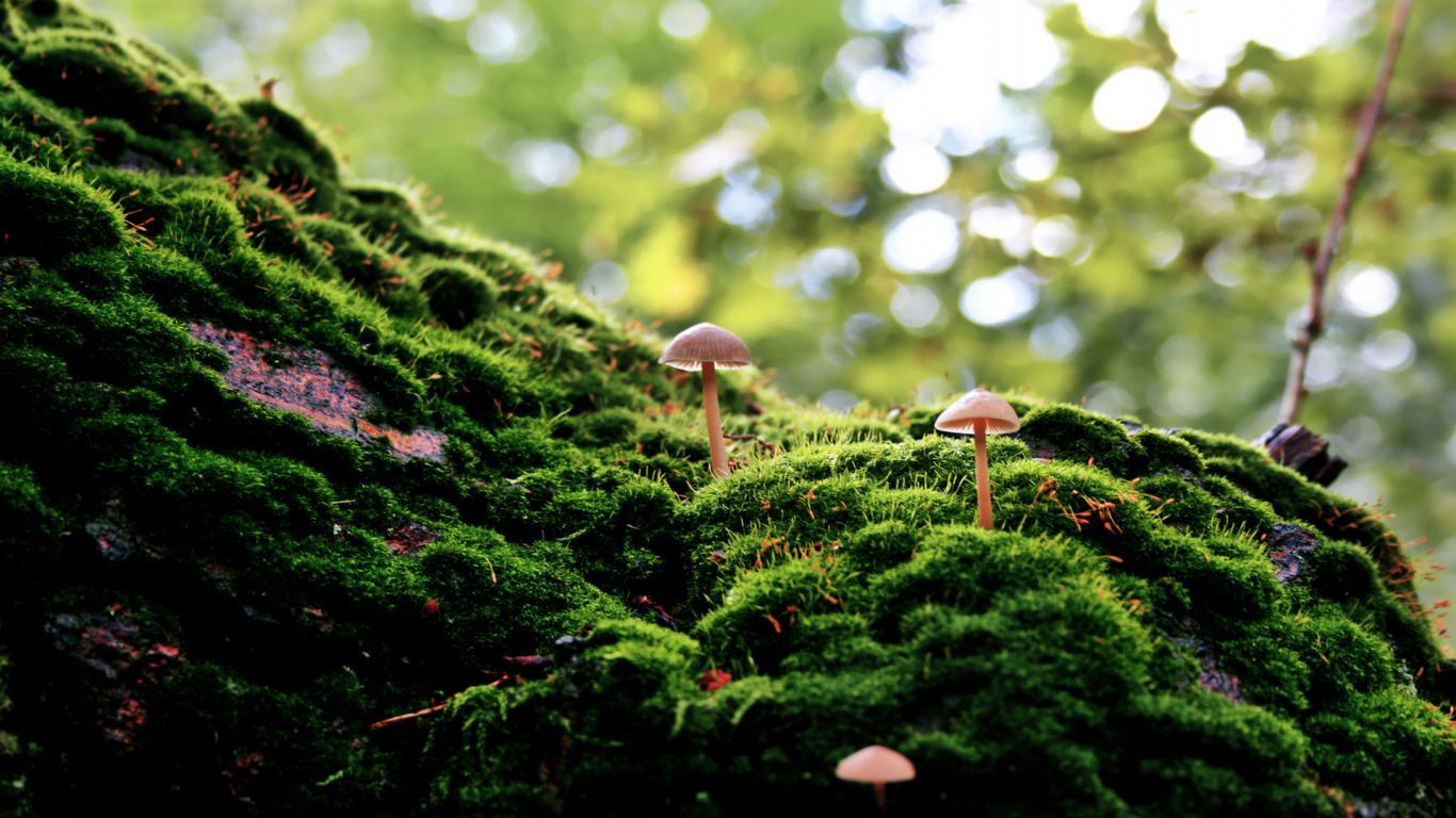 Mushroom Landscape Wallpapers