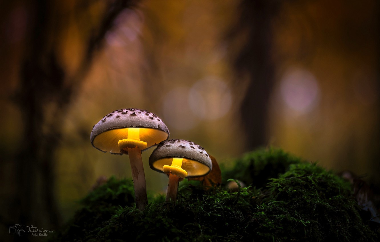 Mushroom Landscape Wallpapers