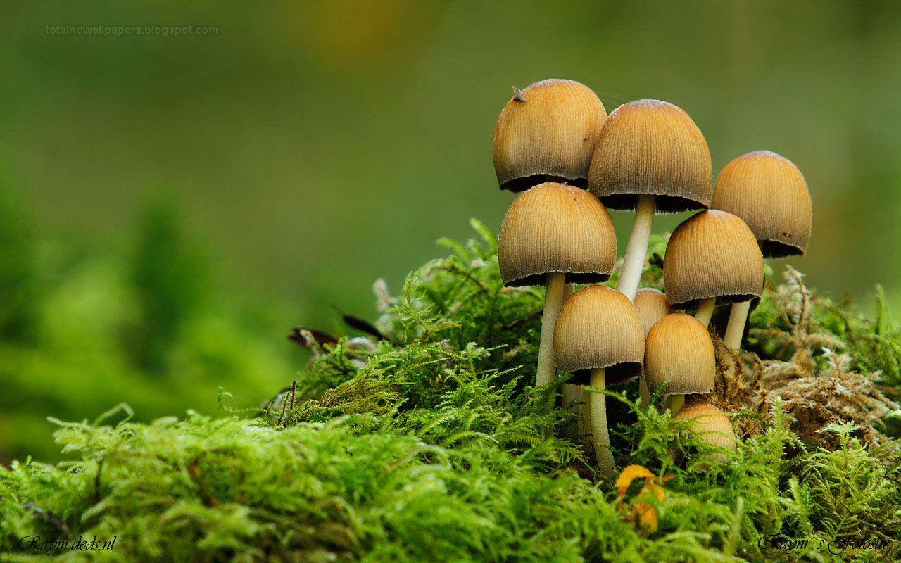 Mushroom Landscape Wallpapers