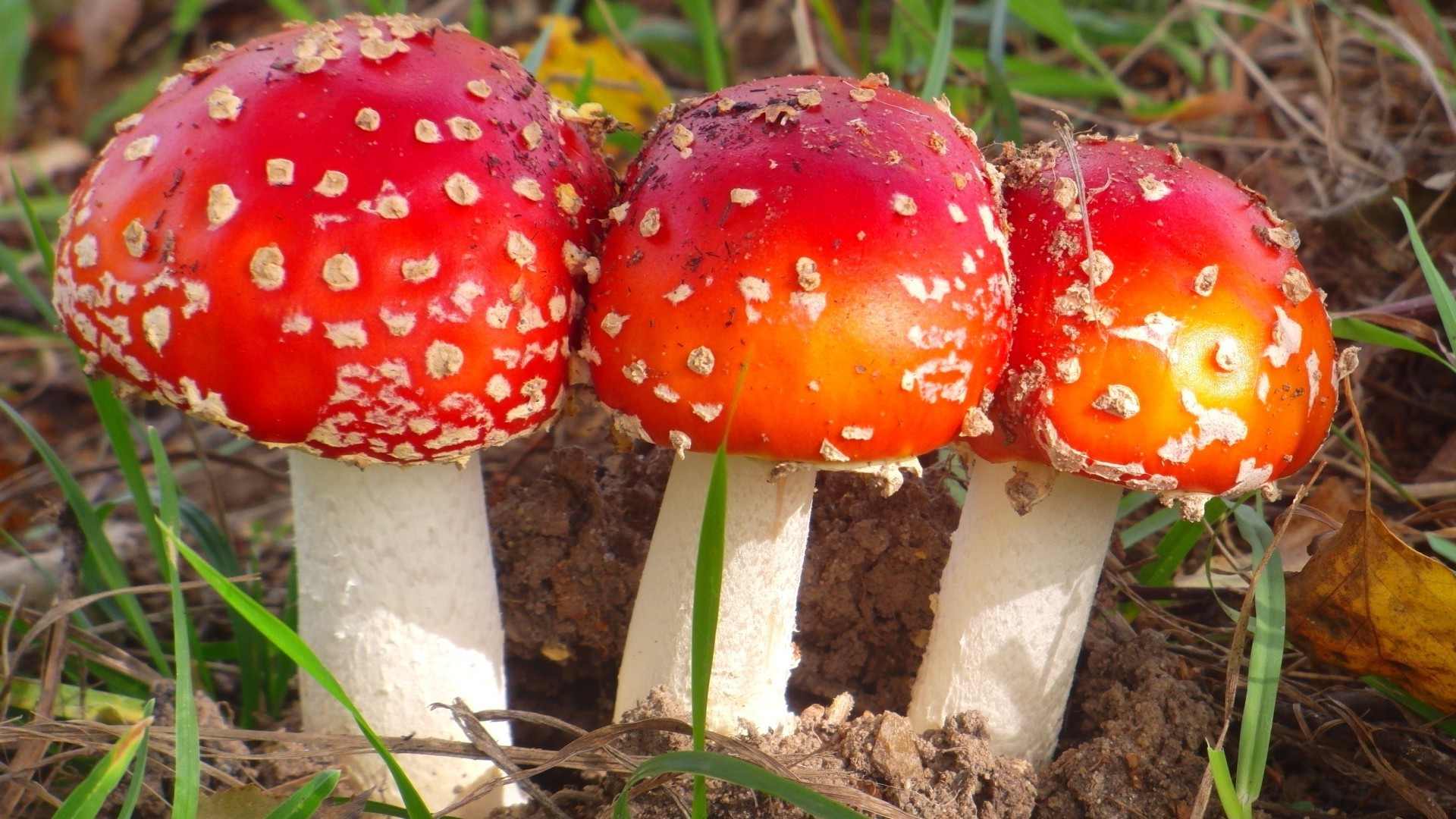 Mushroom Landscape Wallpapers