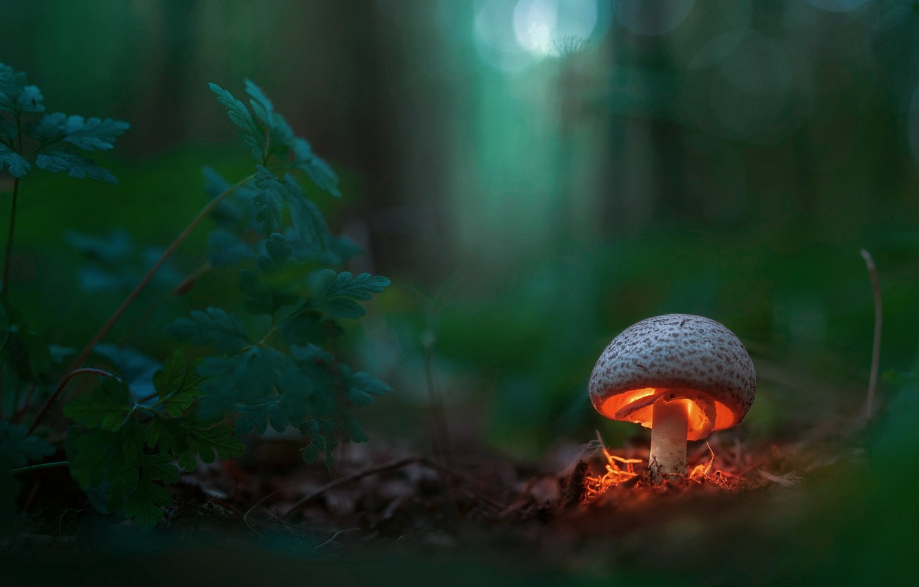 Mushroom Macro Wallpapers