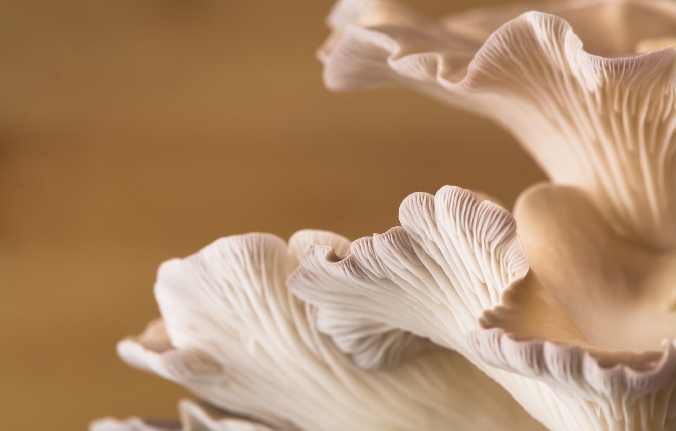 Mushroom Macro Wallpapers