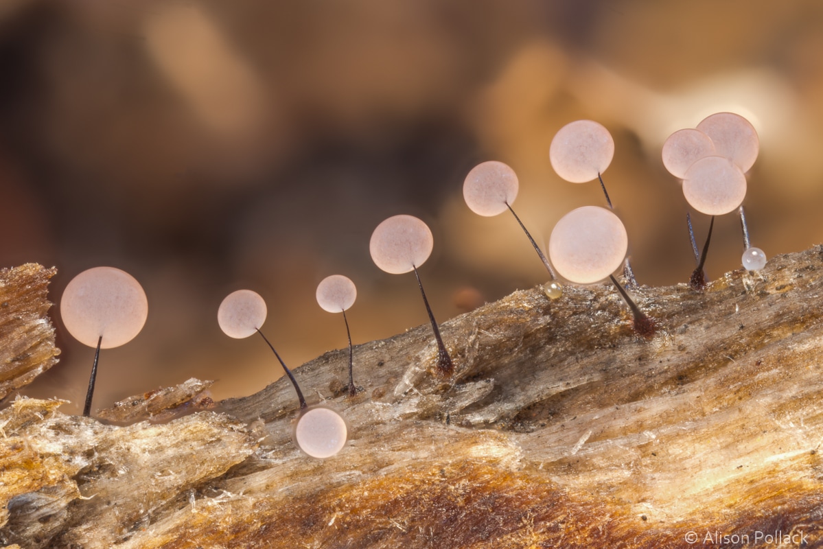 Mushroom Macro Wallpapers